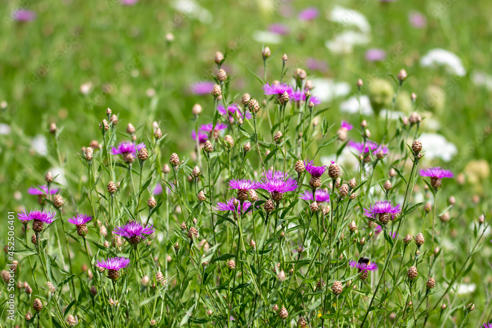 Fototapeta premium Wiesenflockenblume