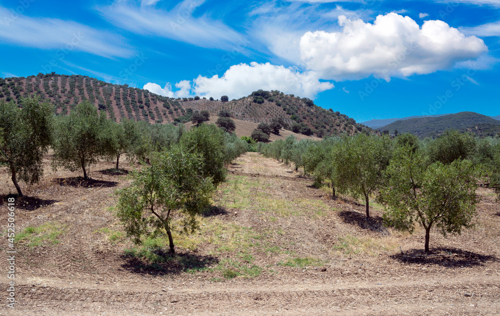 Andalusian olive trees