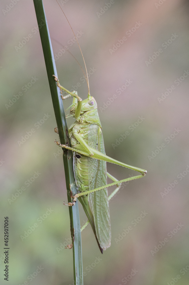 Tettigonia viridissima Great green bush-cricket insect of good size of green color female with the ovipositor at the end of the abdomen perched on a grass green unfocused background Tettigonia viridissima Great green bush-cricket insect of good size of green color female with the ovipositor at the end of the abdomen perched on a grass green unfocused background