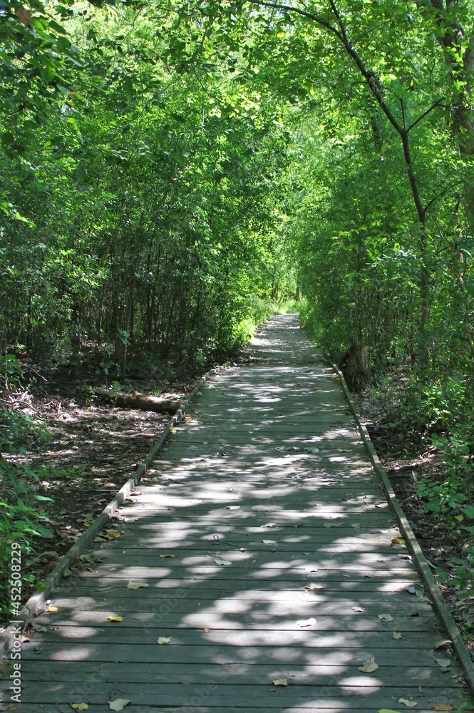 Fototapeta premium Quiet boardwalk leading thru the summer green meadow.