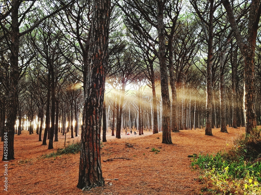 sunlight among the trees of the pine forest of Cecina (Tuscany) sunlight among the trees of the pine forest of Cecina (Tuscany)