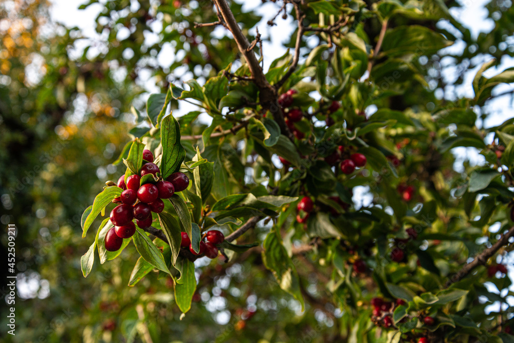 red fresh Cornelian cherry ripe in nature red fresh Cornelian cherry ripe in nature