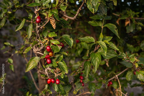 red fresh Cornelian cherry ripe in nature 