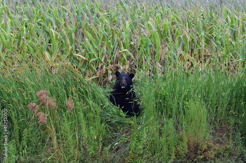 Photo Black bear resting in a North Carolina cornfield