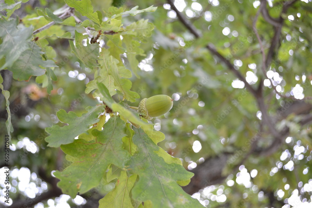 Fototapeta premium an acorn on the branch of an old oak tree