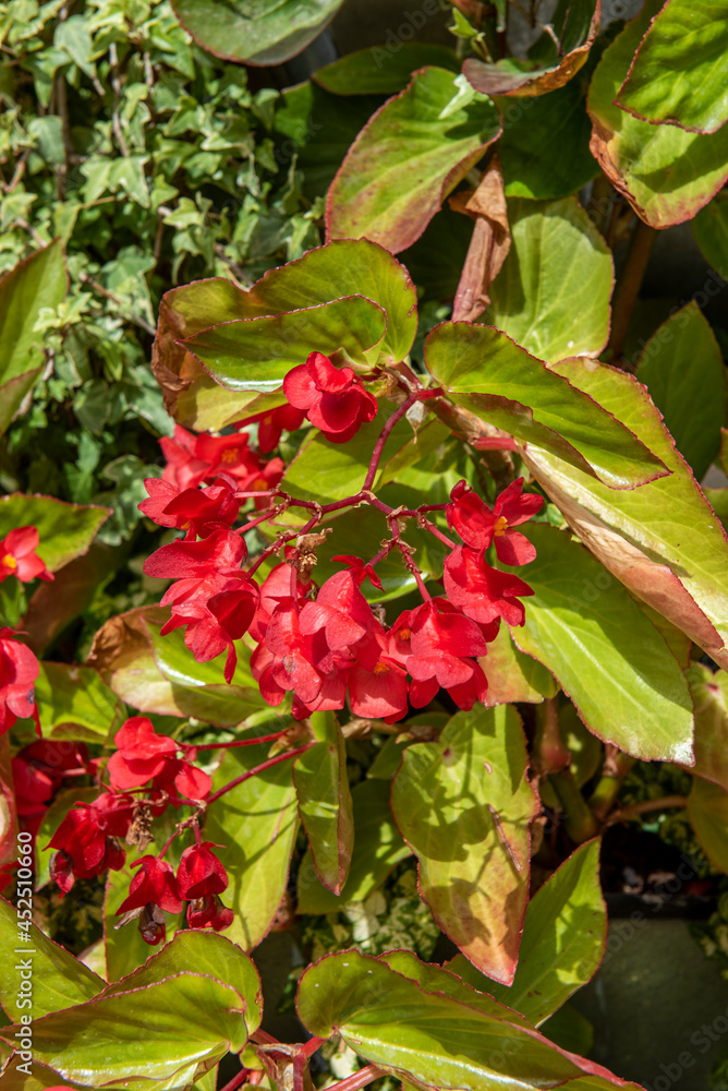 Background of red flowers, vines and green leaves