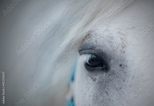 Gray horse s eye close-up.