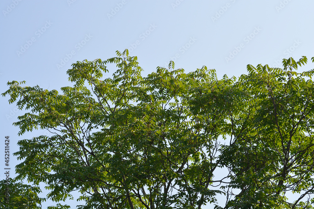Fototapeta premium Tree of heaven