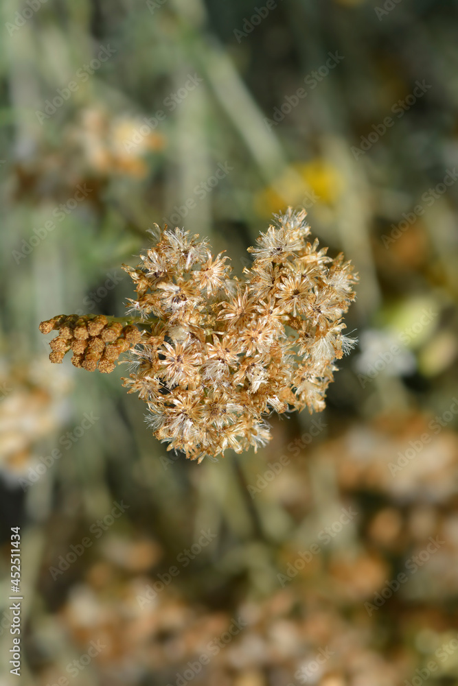 Fototapeta premium Italian everlasting seeds