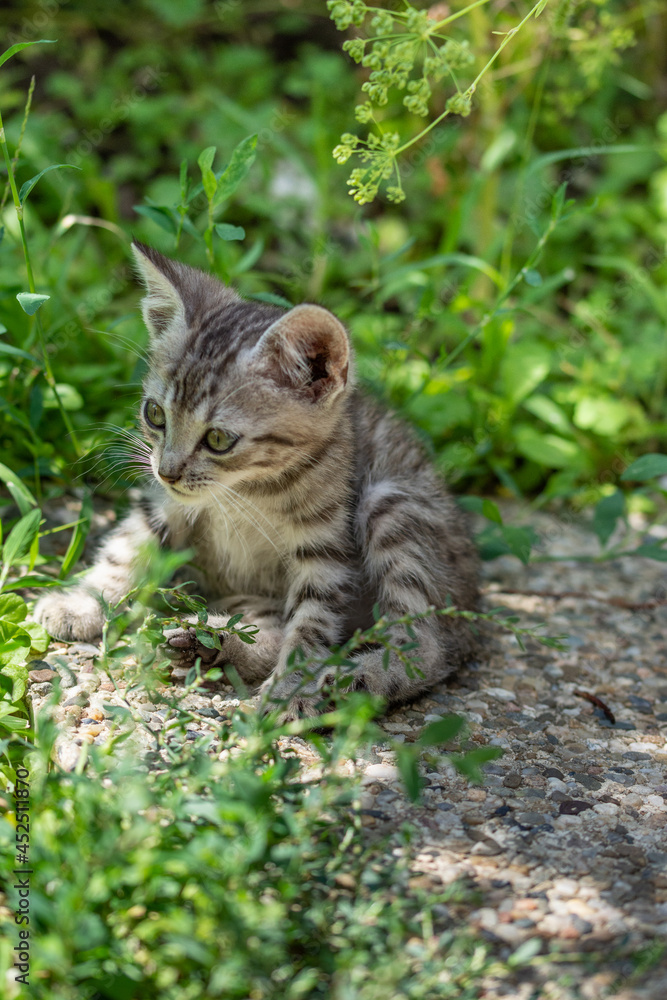 small striped cat in grass