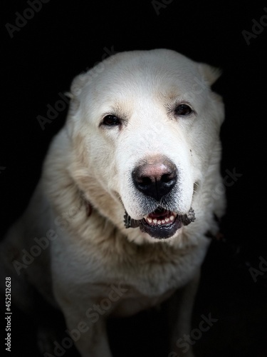 portrait of a white dog