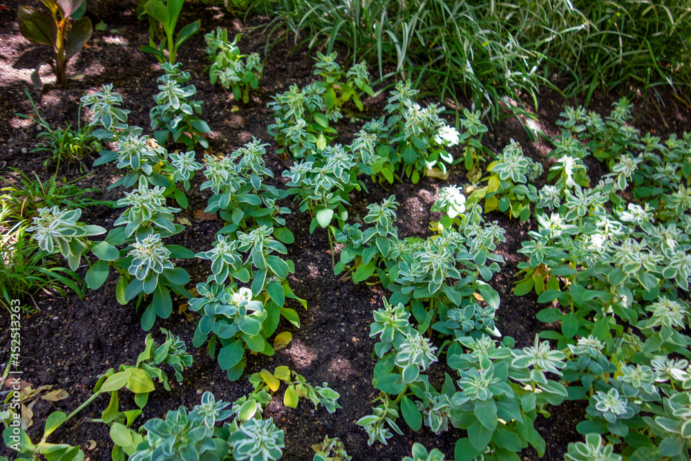 Obraz premium green moss background