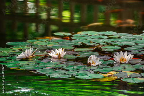 Waterlilies reflecting in  a lake  in Bistrita Romania  august 2021