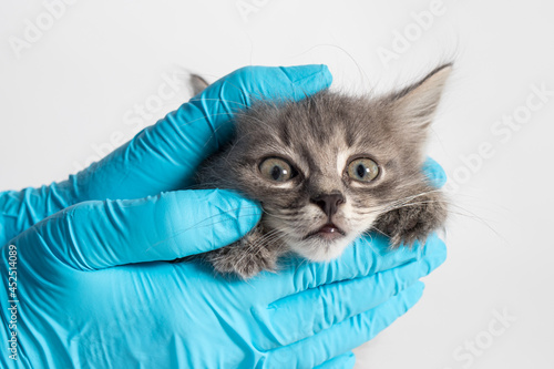 Fototapeta Naklejka Na Ścianę i Meble -  Examination of the eyes and nose of the kitten. Veterinary clinic, prevention and treatment of diseases in cats