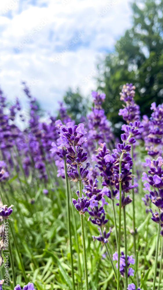Obraz premium detail of the lavender flowers in the garden