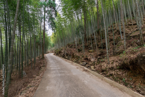 The bamboo forest in the countryside is full of straight green bamboo