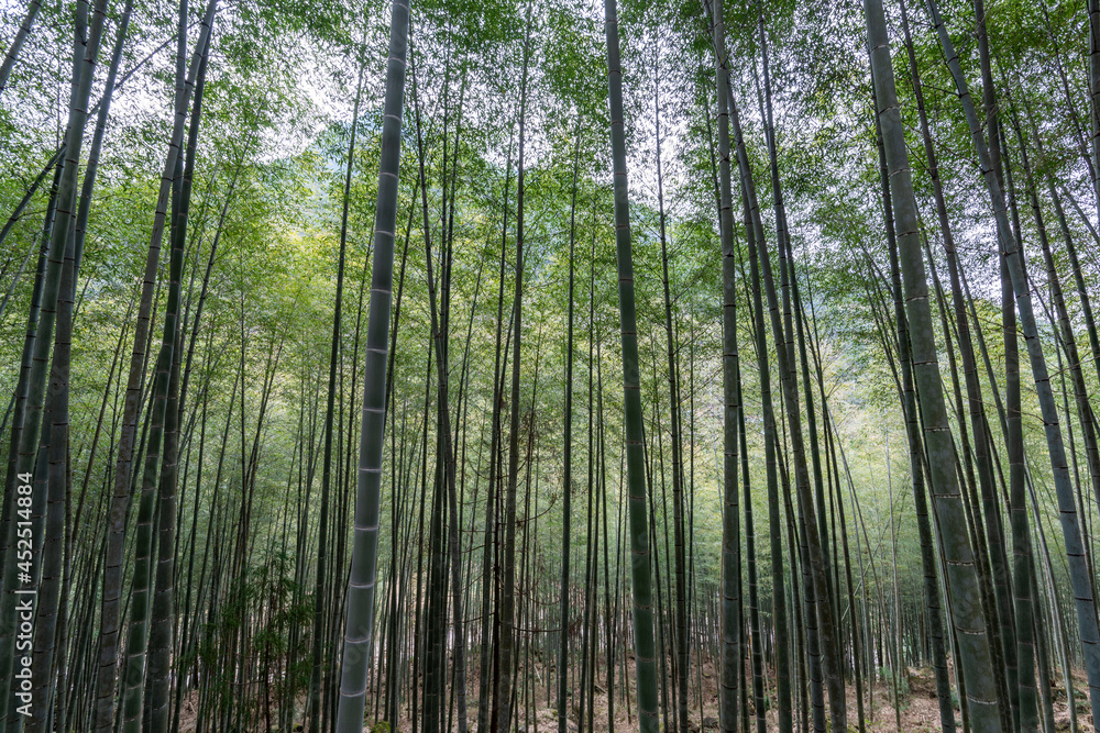 The bamboo forest in the countryside is full of straight green bamboo The bamboo forest in the countryside is full of straight green bamboo