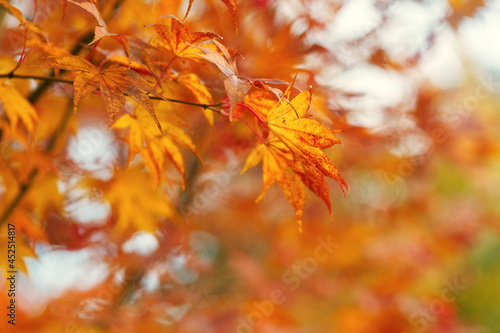 Colorful golden leaves in autumn forest, maple tree branch, November nature background