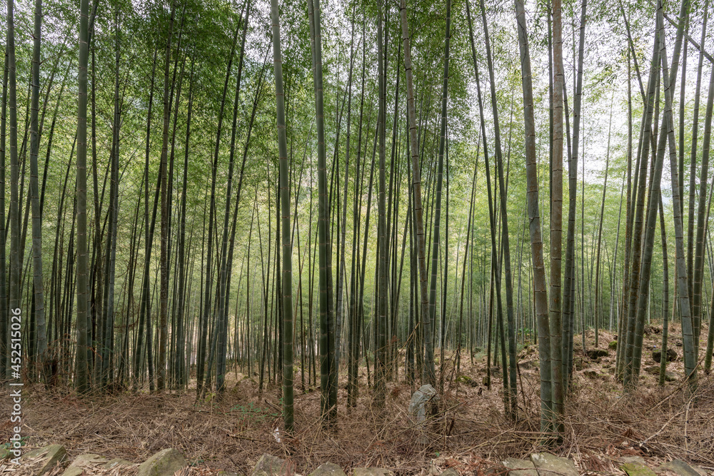 The bamboo forest in the countryside is full of straight green bamboo The bamboo forest in the countryside is full of straight green bamboo