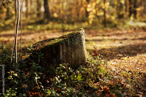 Stump with moss in the autumn forest, nature background. 