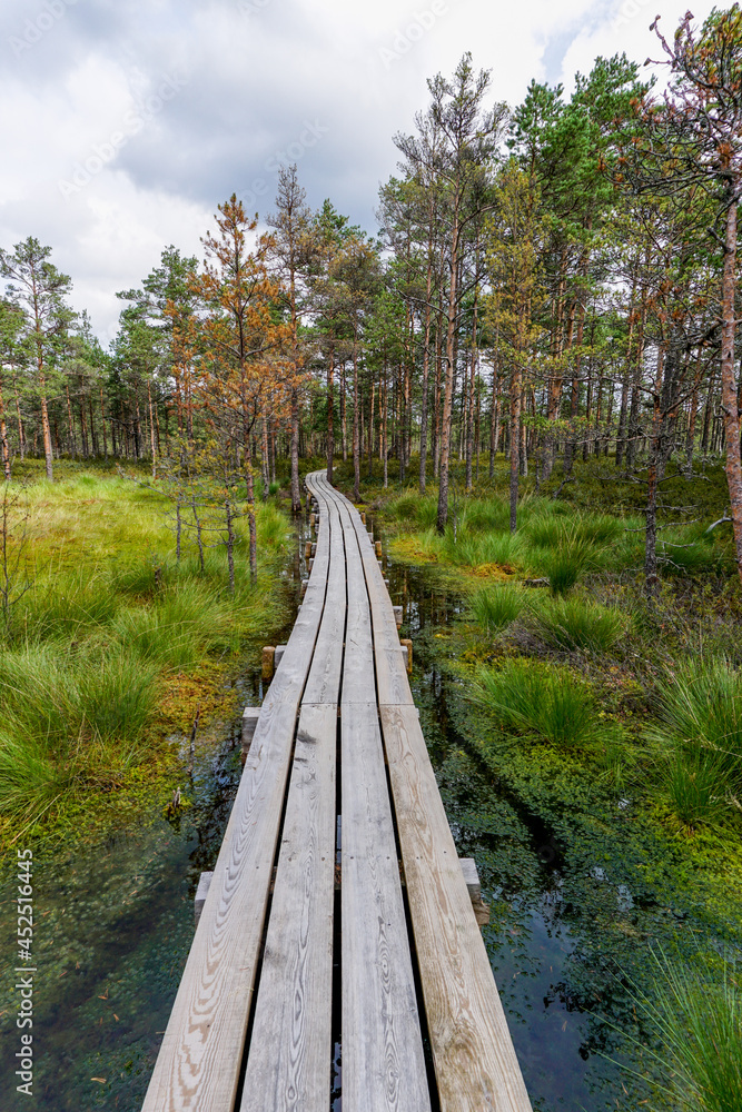 wooden boardwalk nature trail leading through a peat bog landscape with sparse trees