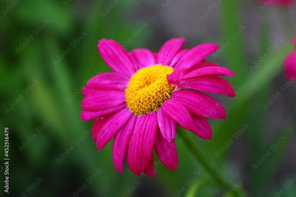 Obraz premium pink cosmos flower