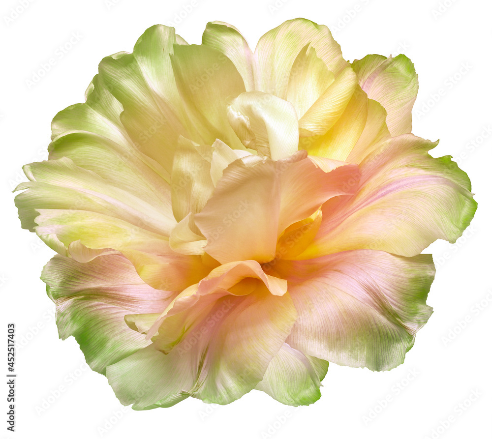 Yellow  tulip flower  on white isolated background with clipping path. Closeup. For design. Nature.
