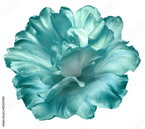 Turquoise tulip Flowers on a white isolated background. For design. Closeup. Nature.