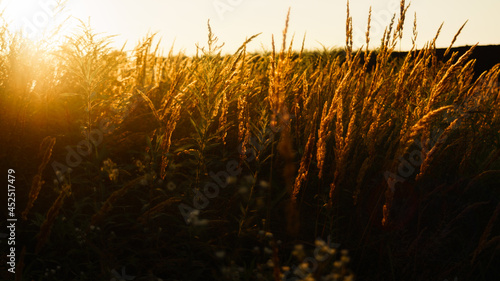 przepiękna łąka skąpana promieniami zachodzącego słońca folder wakacyjny relaks