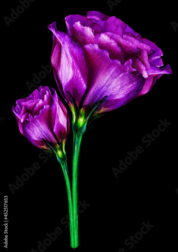 Purple roses flowers on black isolated background with clipping path. Closeup. For design. Nature.