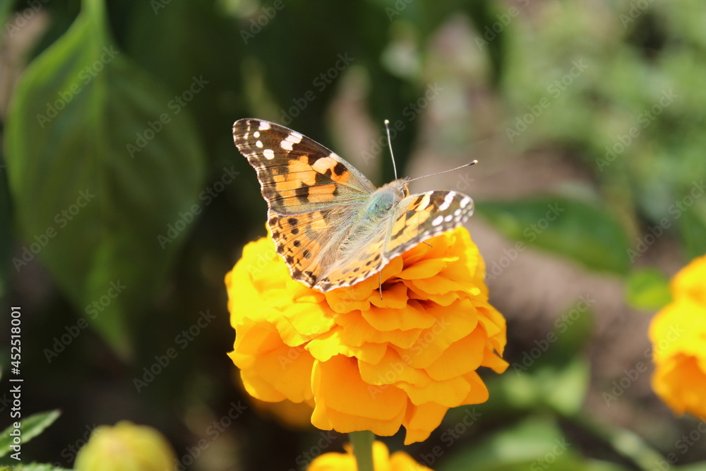 Obraz premium butterfly on flower