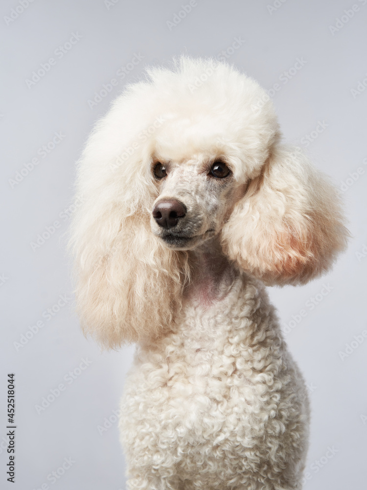 Small white poodle on a white background. Portrait of a pet in the studio Small white poodle on a white background. Portrait of a pet in the studio