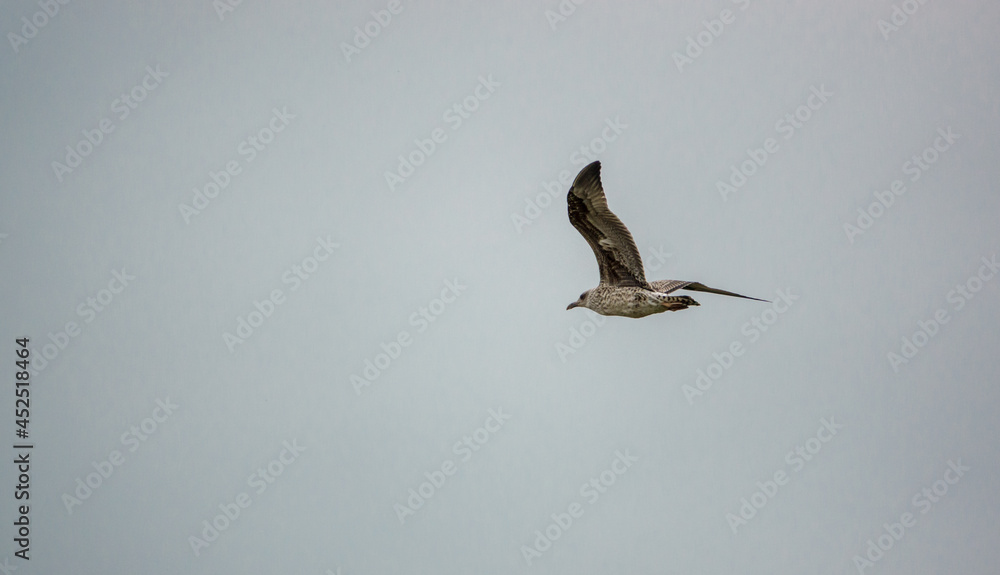 a herring gull (Larus argentatus) in flight under a grey cloud sky a herring gull (Larus argentatus) in flight under a grey cloud sky