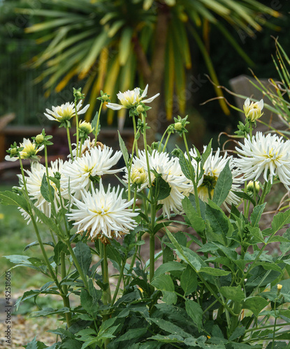 Dahlia Cactus Yellow Star flowers in summer bloom