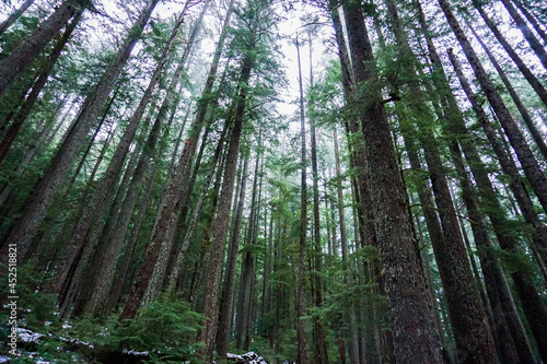 green bamboo forest