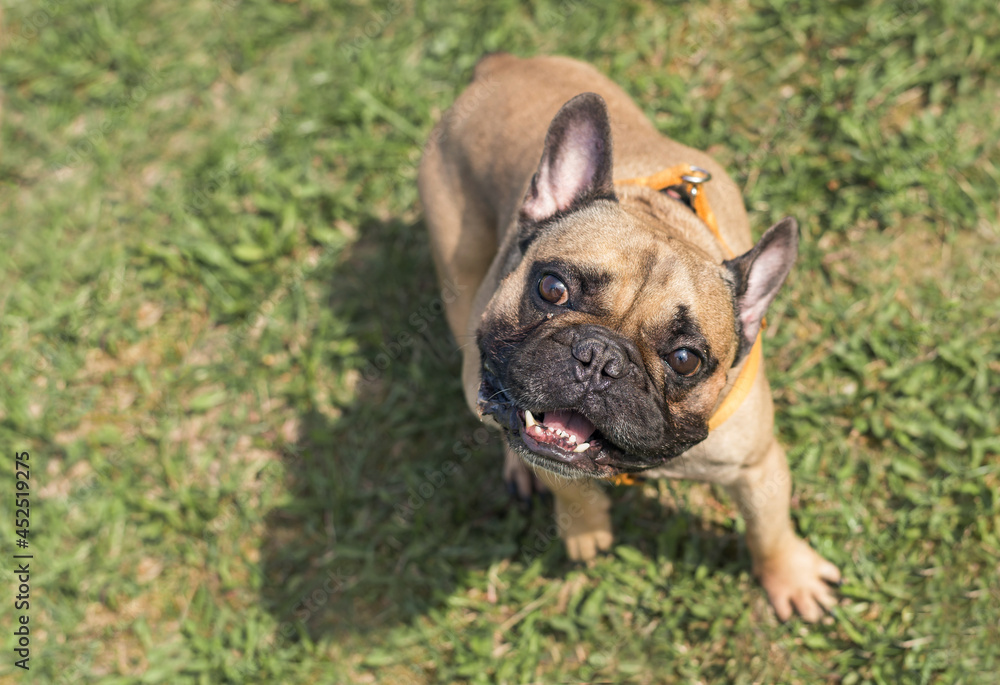 Beautiful dog breed french bulldog fawn color sitting on the green grass outdoors in spring, close-up, pet in park in the morning, top view, selective focus