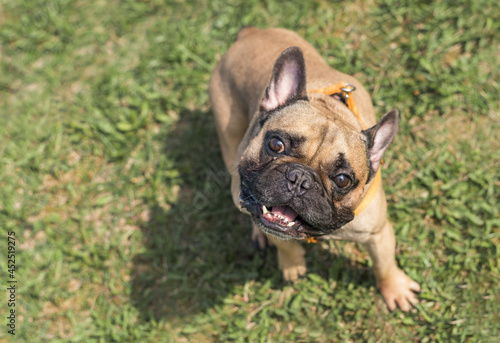 Beautiful dog breed french bulldog fawn color sitting on the green grass outdoors in spring, close-up, pet in park in the morning, top view, selective focus © Nastassia