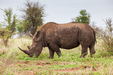 Southern White Rhino male grazing on the open savannah of South Africa