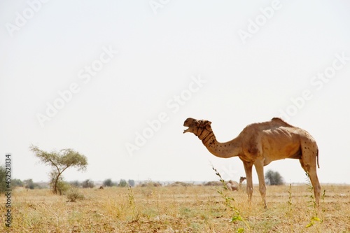 camel in the desert