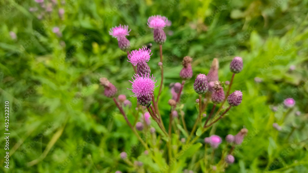 pink flowers in the grass pink flowers in the grass