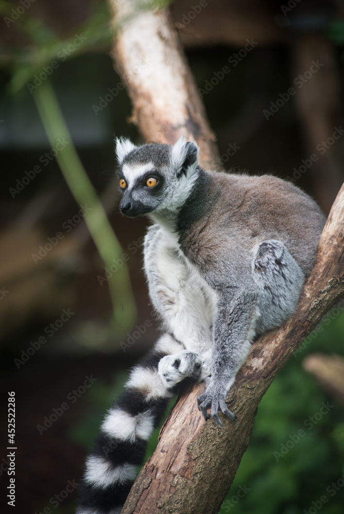 Portrait of wild maki catta lemur standing on tree branch Portrait of wild maki catta lemur standing on tree branch