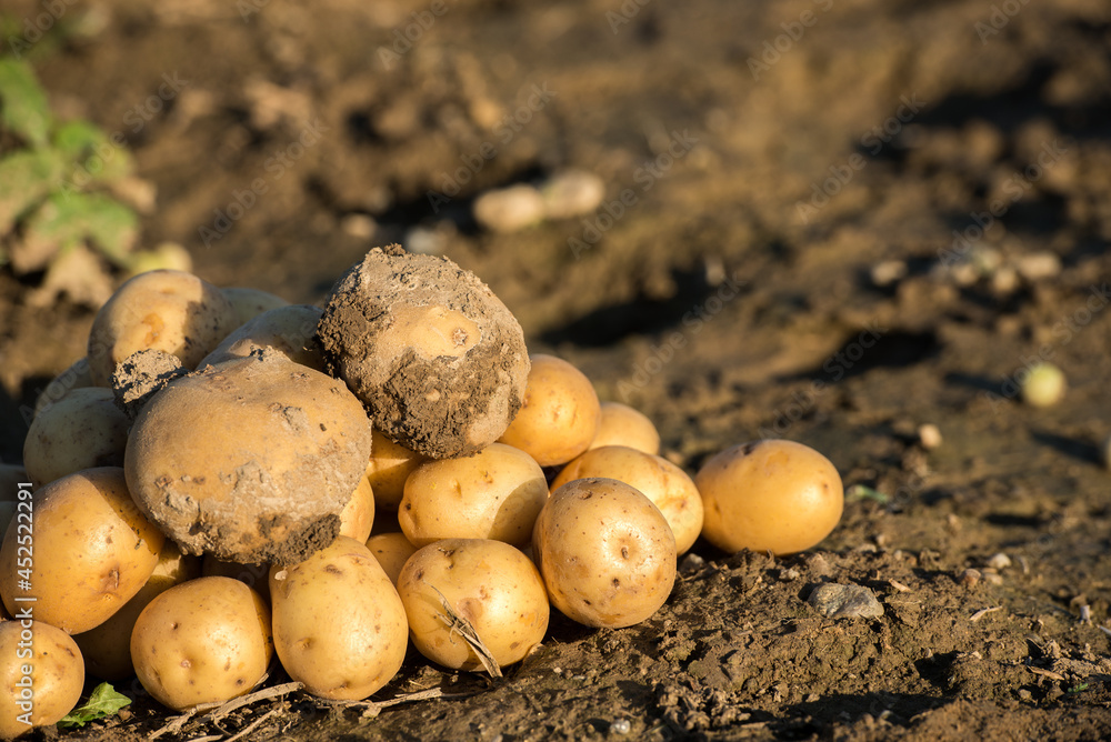 Plantations grow. Harvesting fresh organic potatoes in the field. Potato lie in mud. Orange shine of sun. Farming. Agriculture, gardening. Plantations grow. Harvesting fresh organic potatoes in the field. Potato lie in mud. Orange shine of sun. Farming. Agriculture, gardening.
