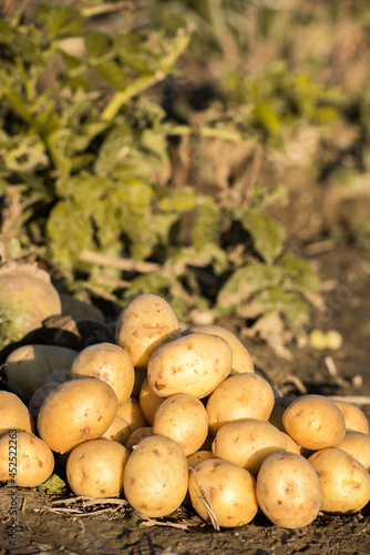 Plantations grow. Harvesting fresh organic potatoes in the field. Potato lie in mud. Orange shine of sun. Farming. Agriculture  gardening.