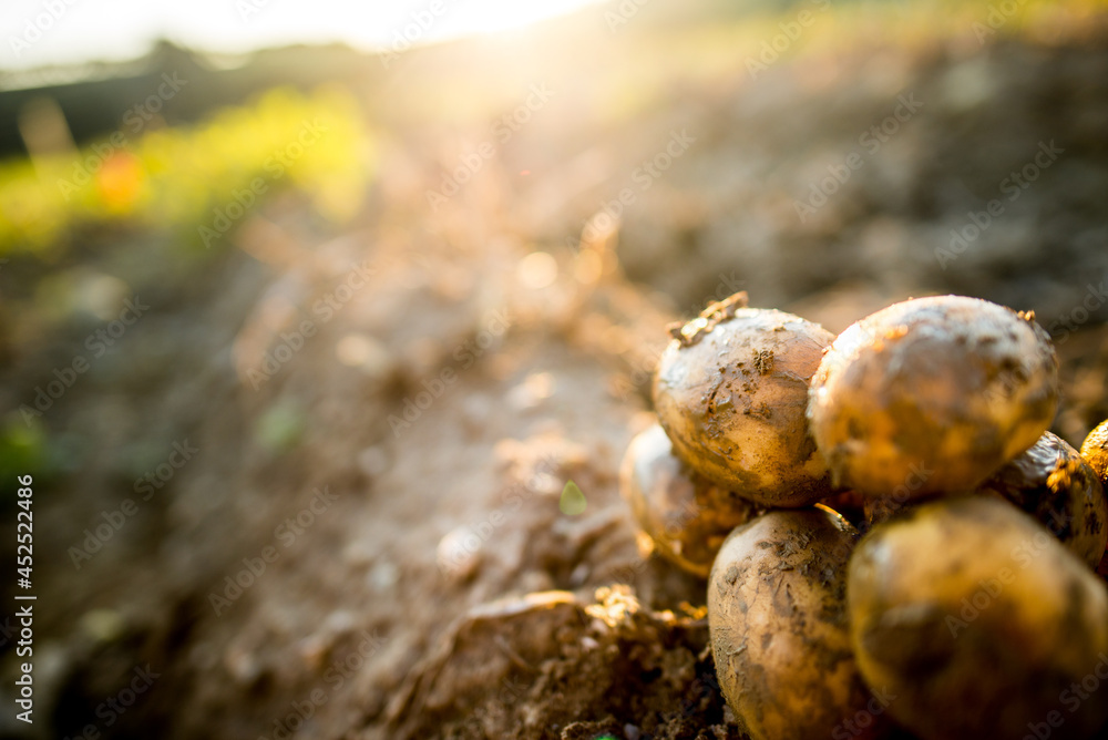 Plantations grow. Harvesting fresh organic potatoes in the field. Potato lie in mud. Orange shine of sun. Farming. Agriculture, gardening. Plantations grow. Harvesting fresh organic potatoes in the field. Potato lie in mud. Orange shine of sun. Farming. Agriculture, gardening.