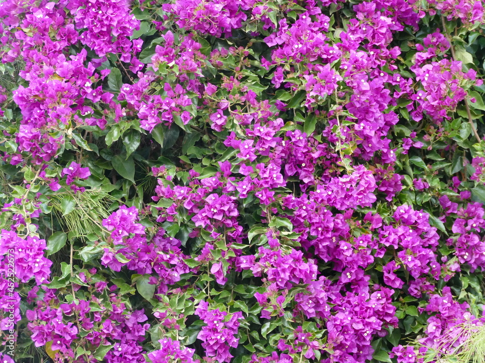 Bougainvillea spectabilis, beautiful lilac bougainvillea Bougainvillea spectabilis, beautiful lilac bougainvillea