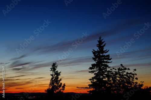 Pine trees at sunset on Cadillac Mountain Maine