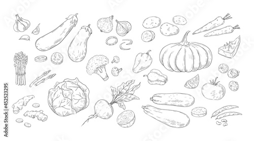 Hand drawn vegetables. Vintage sketch of organic farm products. Tomato and broccoli harvest. Isolated mushrooms or onion. Cabbage  corn and potato pencil drawing. Vector vegetarian food set