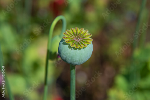 View of green poppy seed heads in summer