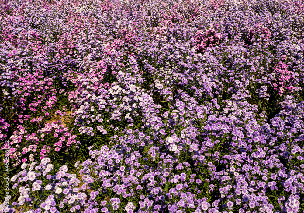 Naklejka premium Purple margaret flowers in the flower field