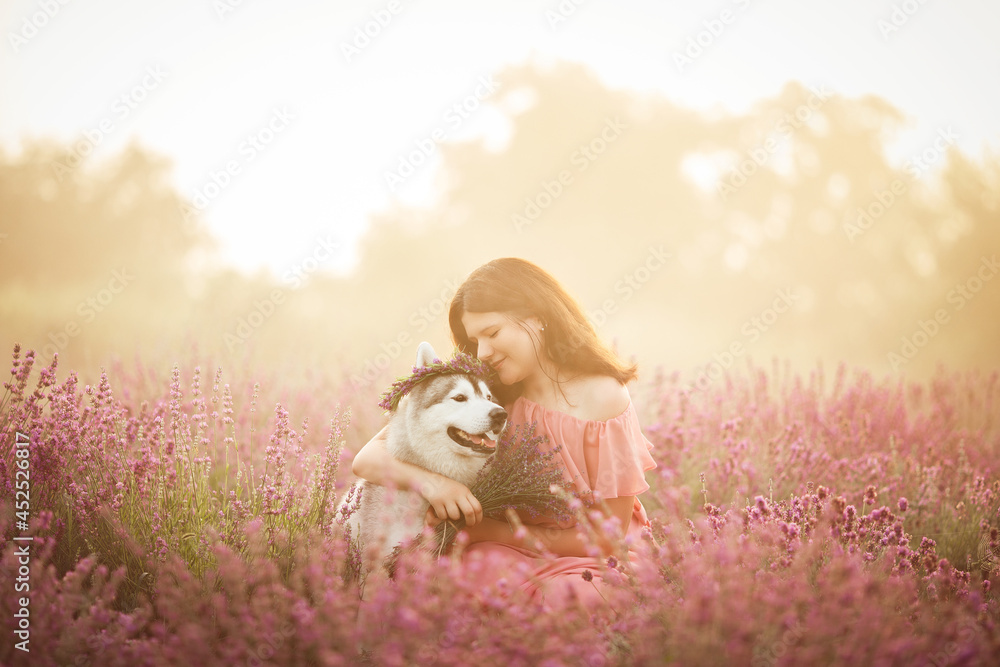 siberian husky dog hug with beautiful happy girl in sunrise lavender field siberian husky dog hug with beautiful happy girl in sunrise lavender field